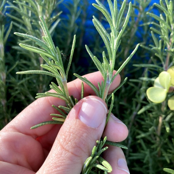 is rosemary good for skin