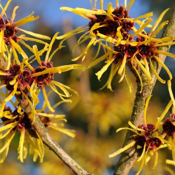 is witch hazel good for your skin