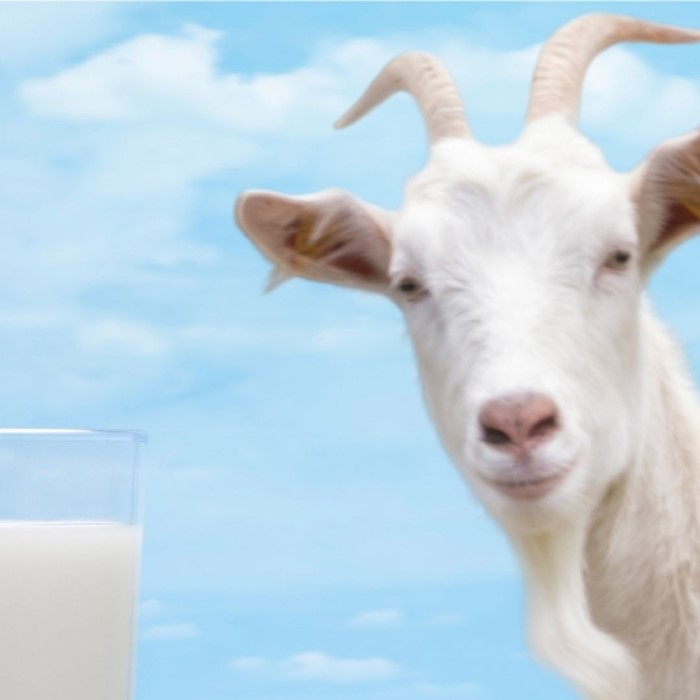is goat milk good for your skin