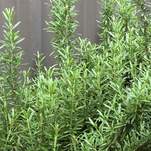 is rosemary good for skin