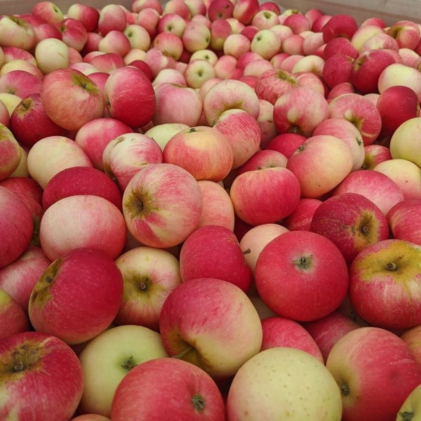 are apples good for your skin